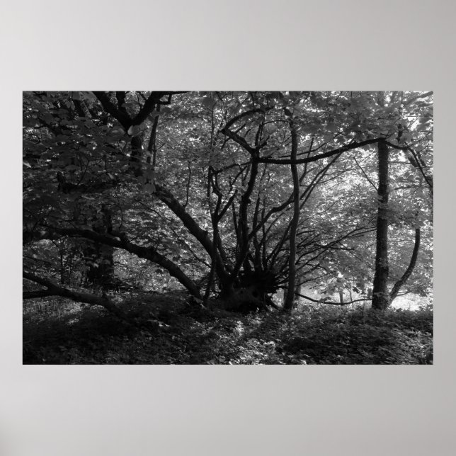 Ovanligt Träd, Bute Park, Cardiff, Wales BW Poster (Framsidan)