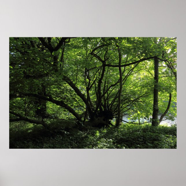 Ovanligt Träd, Bute Park, Cardiff, Wales Poster (Framsidan)