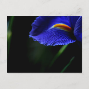 Ovanligt vackert vykort (iris)