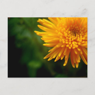 Ovanligt vackert vykort (morsa)