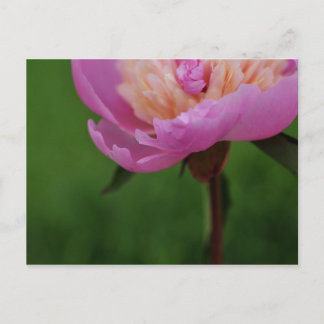 Ovanligt vackert vykort (peony)