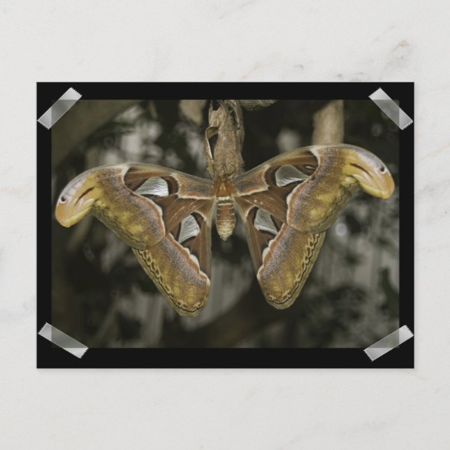 Ovanligt vykort för måne (Framsida)