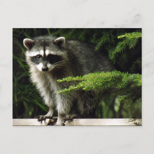 Oväntad besökare, #3 vykort (Framsida)