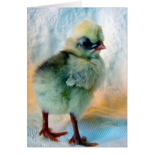 Ovärdig polsk Chick Hälsningskort
