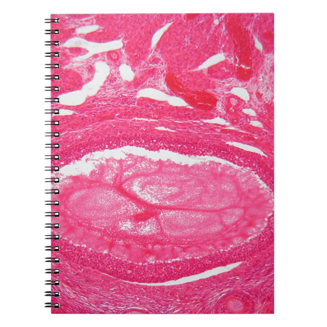 Ovaryceller under mikroskopet anteckningsbok med spiral (Framsidan)