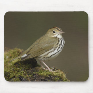 Ovenbird Mousepad Musmatta
