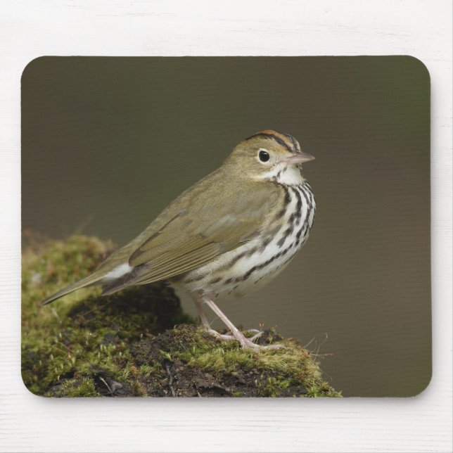 Ovenbird Mousepad Musmatta (Framsidan)