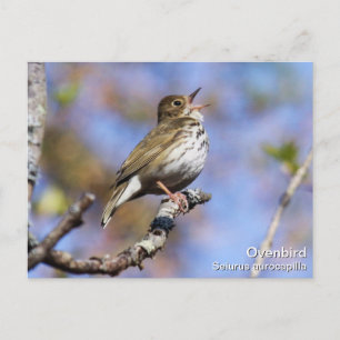 Ovenbird Vykort