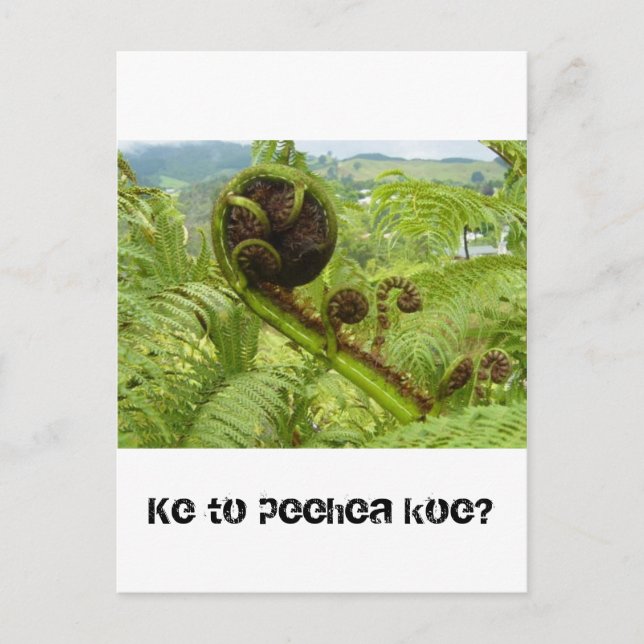 Över Canopy: Kiwiana Vykort (Framsida)