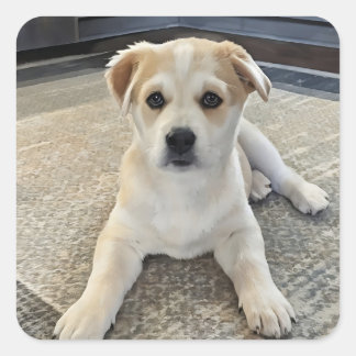 Överbelastningsstreck för punktuppfyllnad fyrkantigt klistermärke