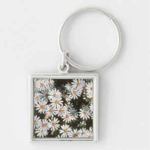 Överflöd av vita prästkragar (Asteraceae) Fyrkantig Silverfärgad Nyckelring