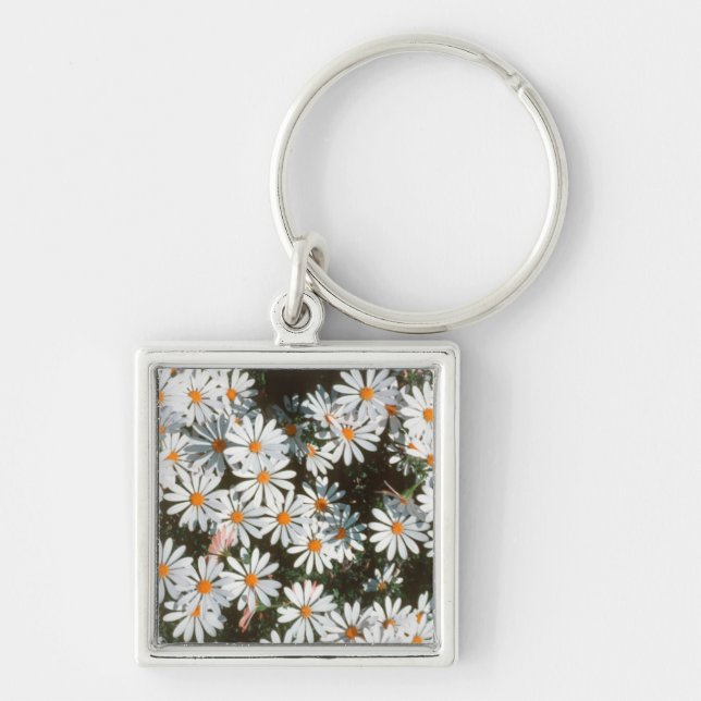 Överflöd av vita prästkragar (Asteraceae) Fyrkantig Silverfärgad Nyckelring (Framsidan)