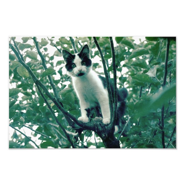 Överflödighet av arrogans fototryck (Framsidan)