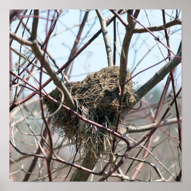 Övergiven fågelbo i Vår Poster (Framsidan)
