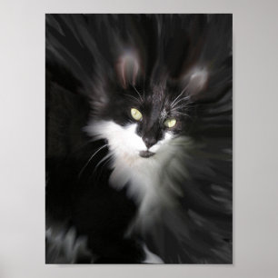 Overkligt katttryck poster