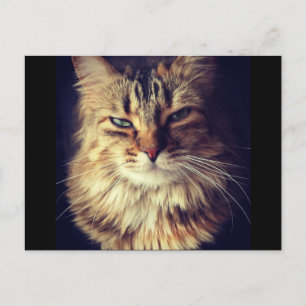 Överlägset vykort för katt för Postcross