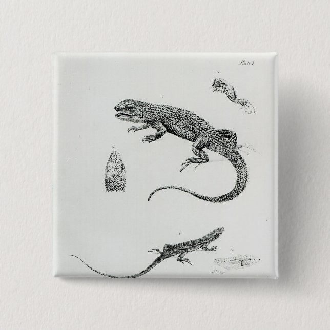 Överlappad leguan knapp (Framsida)