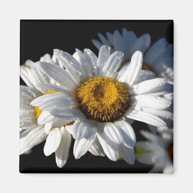 Överlappande Daisy Magnet (Framsidan)