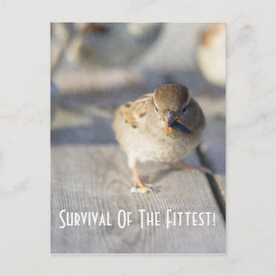 Överlevnad av det minsta vykortet vykort