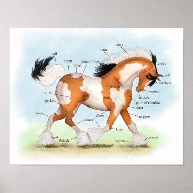 Overo Gypsy Horse Equestrian Anatomy Poster (Framsidan)