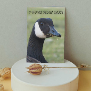 Överraskad Kanada Goose Photo Birthday Kort
