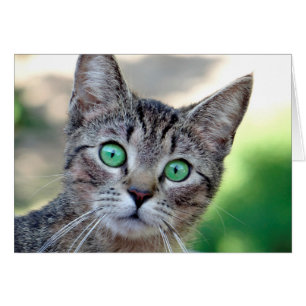 Överraskad katt hälsningskort