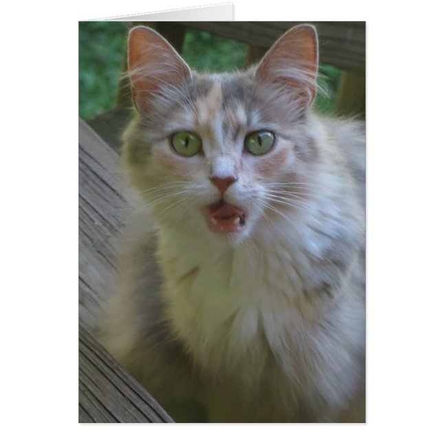 Överraskad katt hälsningskort (Framsidan)