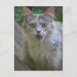 Överraskad katt vykort