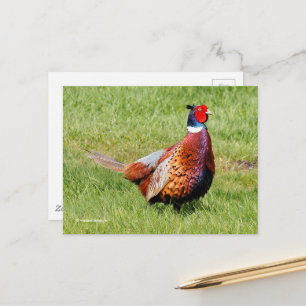 Överraskad Ring-Necked Pheasant i gräs Vykort