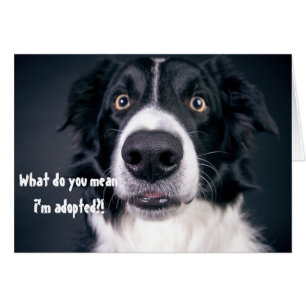 Överraskande Hund Funny Antogs Humor Gräns Collie Hälsningskort
