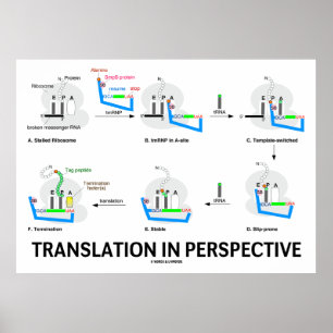 Översättning i perspektiv (tRNA-biologiskt protein Poster
