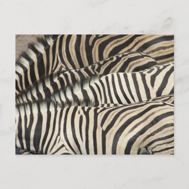 Översikt över Burchells Zebra Vykort (Framsida)