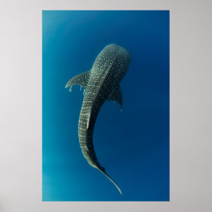 Oversikt över en valhaj poster