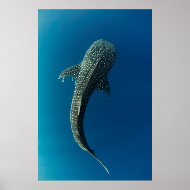 Oversikt över en valhaj poster (Framsidan)