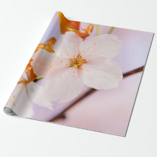 Översikt över Sakurablomman i Vår Presentpapper