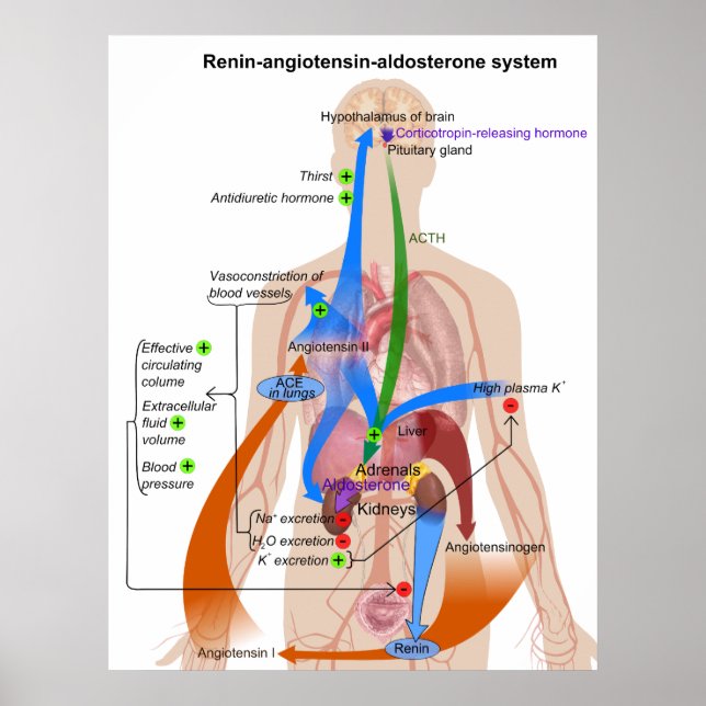 Översiktsdiagram över renin-Angiotensin-systemet Poster (Framsidan)