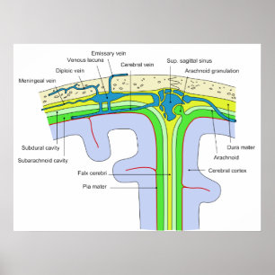 Överträffa av skallevisningen hjärnmembranen poster