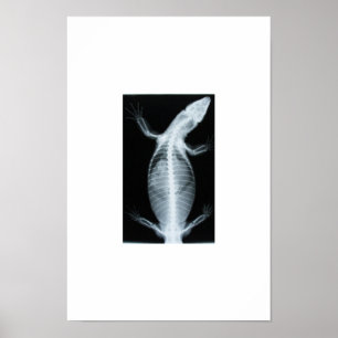 övervaka röntgenbild poster