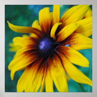 Övervakning av skönhetsprincipen poster