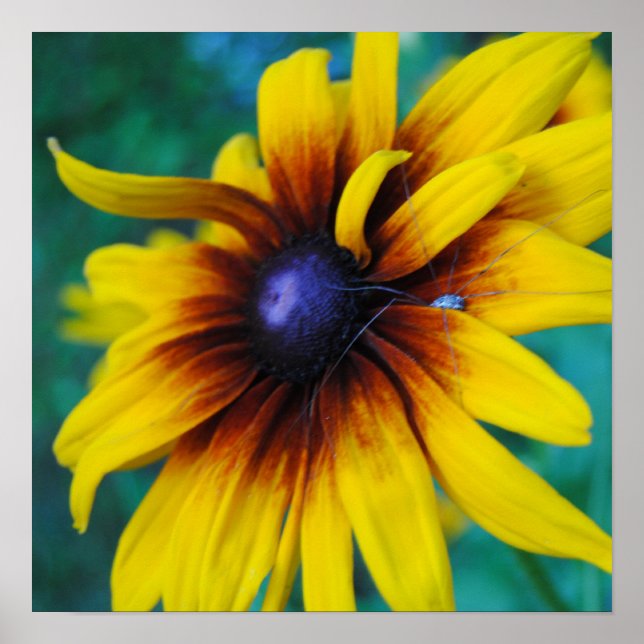 Övervakning av skönhetsprincipen poster (Framsidan)