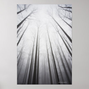 Övervintra skogen i mist som är ny - jerseyen poster