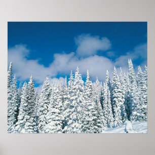 Övervintra träd, steamboaten, Colorado, USA Poster