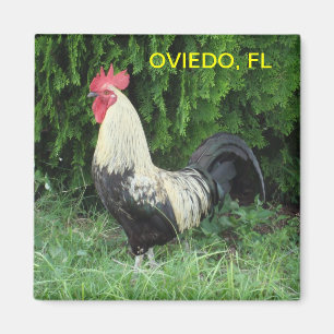 OVIEDO CHICKMAGNET MAGNET