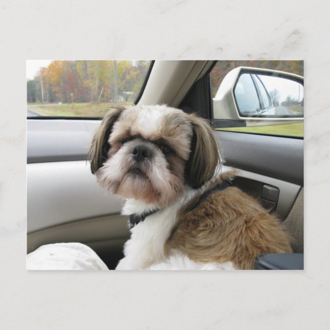 Ovillig passagerare vykort (Framsida)