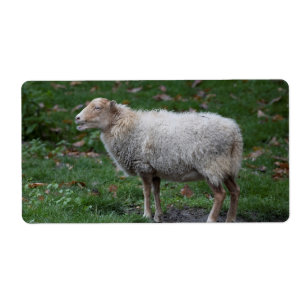 Ovis aries fraktsedel