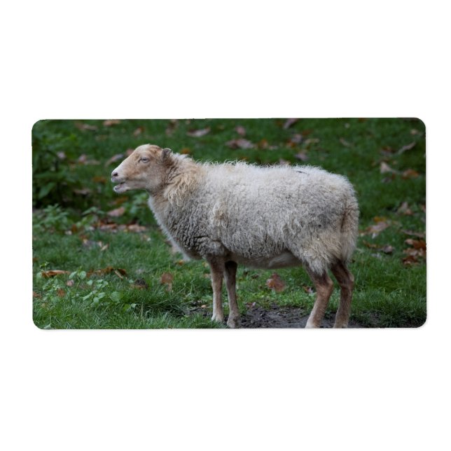 Ovis aries fraktsedel (Framsidan)