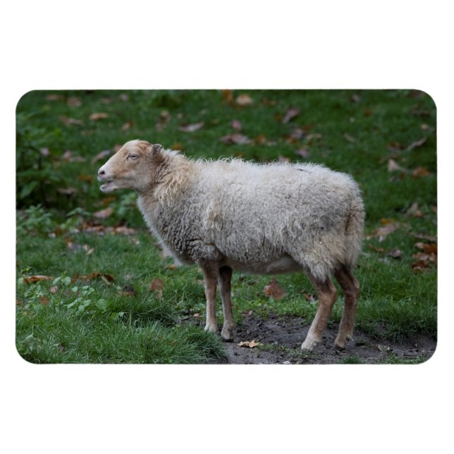 Ovis aries magnet (Horisontell)
