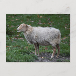 Ovis aries vykort