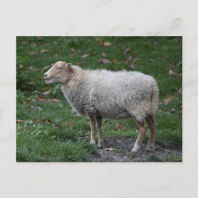 Ovis aries vykort (Framsida)