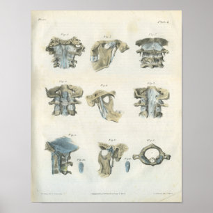 Övre Cervical och TMJ Anatomy Art Chiropraktic Poster